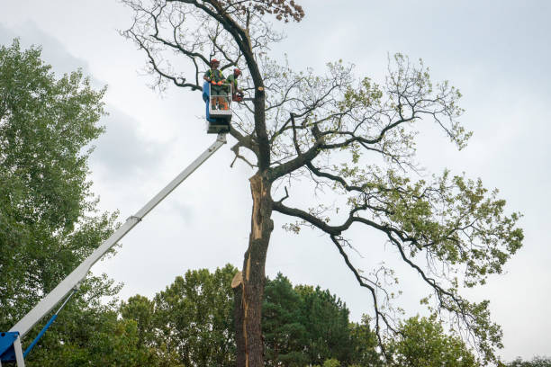 The Steps Involved in Our Tree Care Process in Kenbridge, VA